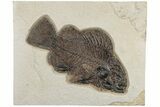 Excellent, Fossil Fish (Priscacara) - Wyoming #189290-1